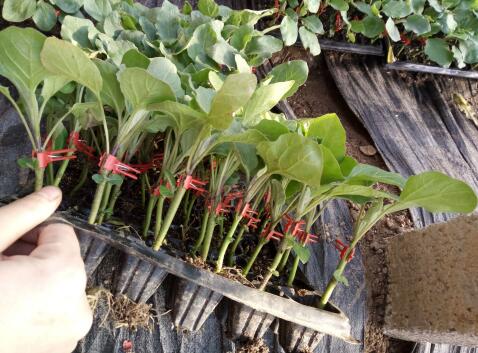 桐梓哪卖嫁接圆茄子苗,赤水育茄子种苗厂2026